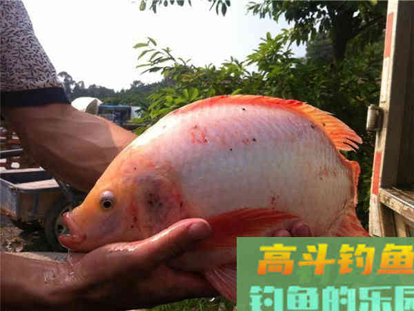 设么是红罗非鱼？红罗非是变种要该如何钓
