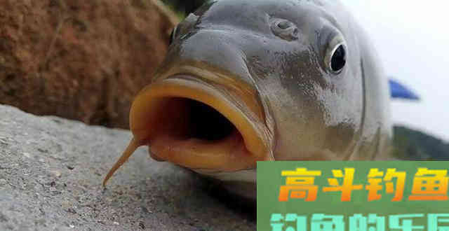 钓鱼中鲤鱼不开口怎么办?原因及处理方法 钓鱼中鲤鱼不开口怎么办?原因及处理方法
