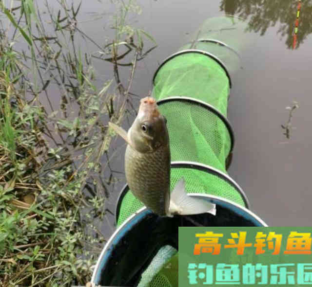 冬季钓鲫鱼你真的行吗？迟来的技巧