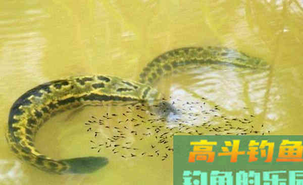 民间秋季手竿钓黑鱼的方法,和一些注意事项 民间秋季手竿钓黑鱼的方法,和一些注意事项