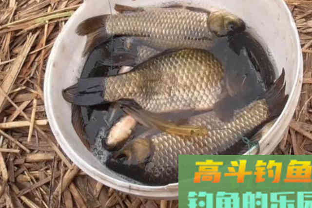 这套特色鲫鱼钓法，简单又好用