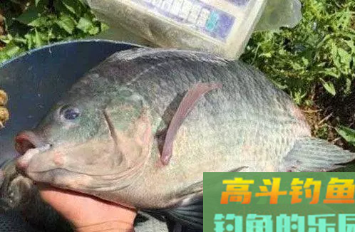 罗非不咬钩?试下这款空钩钓法 罗非不咬钩?试下这款空钩钓法