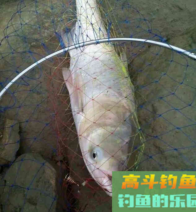 野钓鲢鳙进了窝，其他鱼还会进吗？