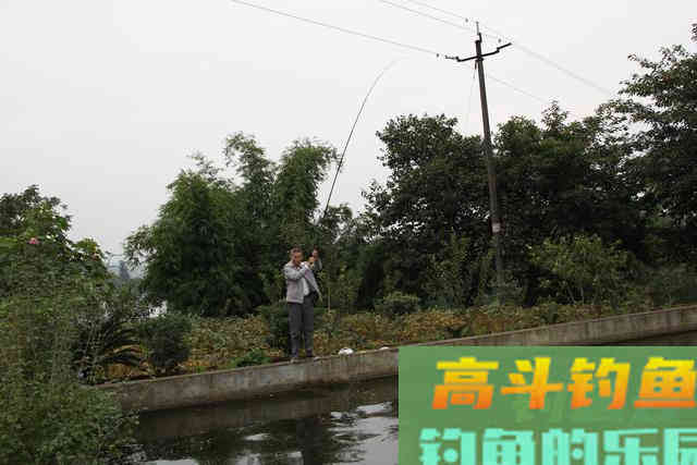 只要窝子打得对路子,连蚯蚓都能钓上来草鱼 只要窝子打得对路子,连蚯蚓都能钓上来草鱼