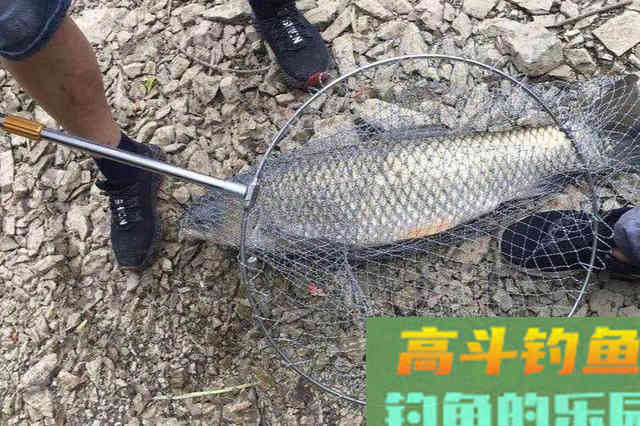 葡萄钓草鱼效果为什么这么好，因为这几点原因