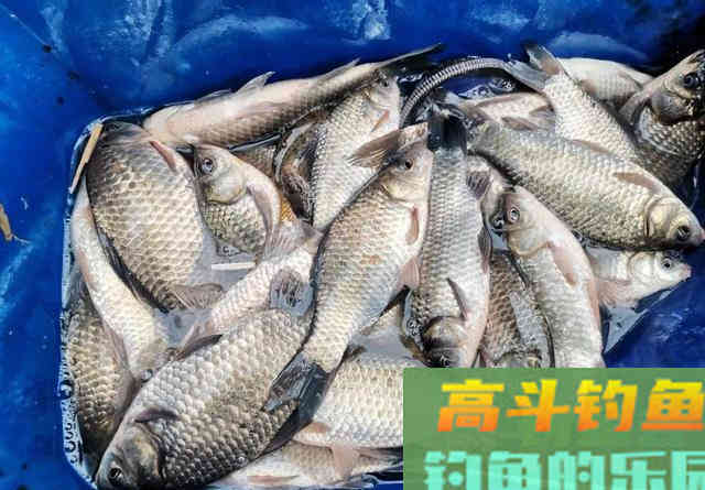 如何在藕塘钓鲫鱼？结合生活规律，谈选位与做窝