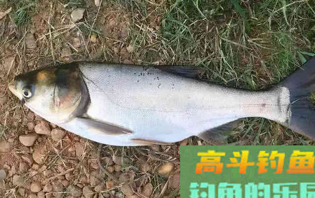 钓到这六种鱼,吃货也不要,只能就地处理 钓到这六种鱼,吃货也不要,只能就地处理
