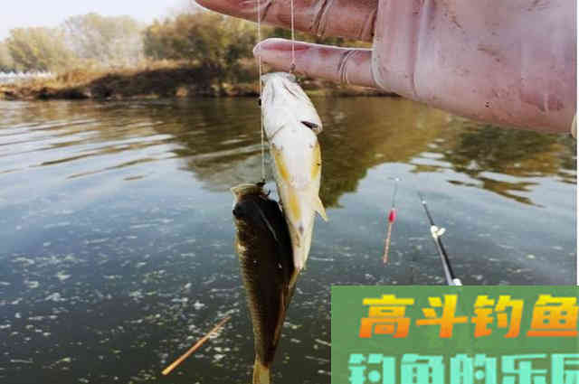 喜欢钓鲫鱼的看过来，这些因素会导致鲫鱼上浮