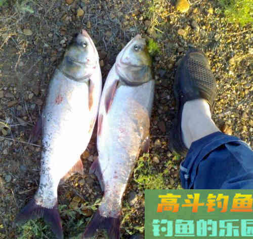 常见的四种鲢鱼钓法，有三种已经不让用了