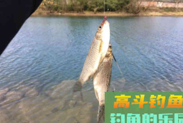 开春后如何钓到大鲫鱼？换个角度想对策就行