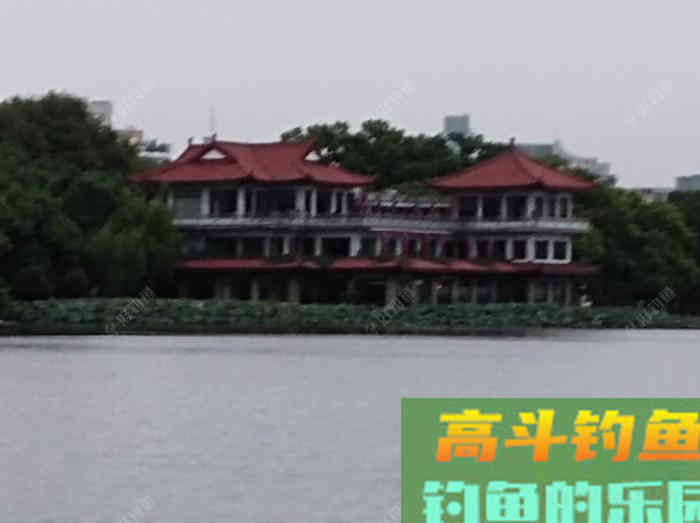 鲫鱼的五个截口表现,与秋季如何钓好大鲫鱼 鲫鱼的五个截口表现,与秋季如何钓好大鲫鱼