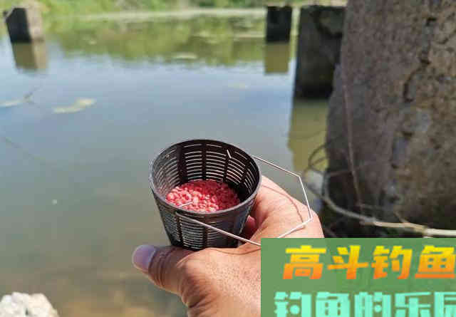 荒废藕塘垂钓鲫鱼，先找出难点再对应施钓