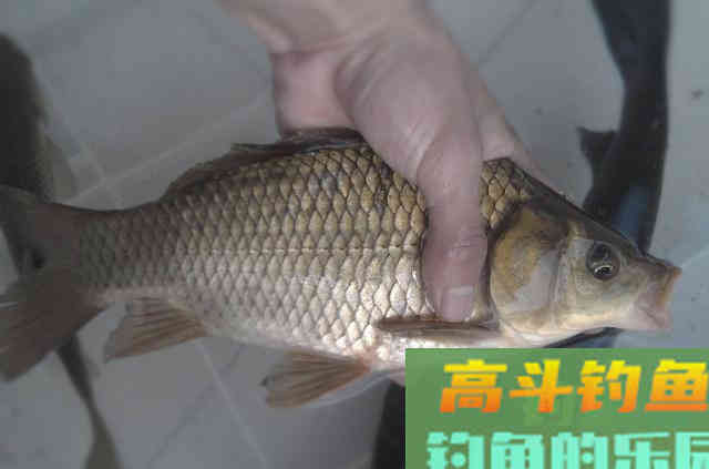 钓小鲫鱼,巧碰大鱼上钩该如何破解?这3个策略可应对 钓小鲫鱼,巧碰大鱼上钩该如何破解?这3个策略可应对