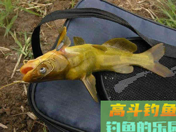 黄颡鱼这样钓，一块猪肝，一包蚯蚓，爆护