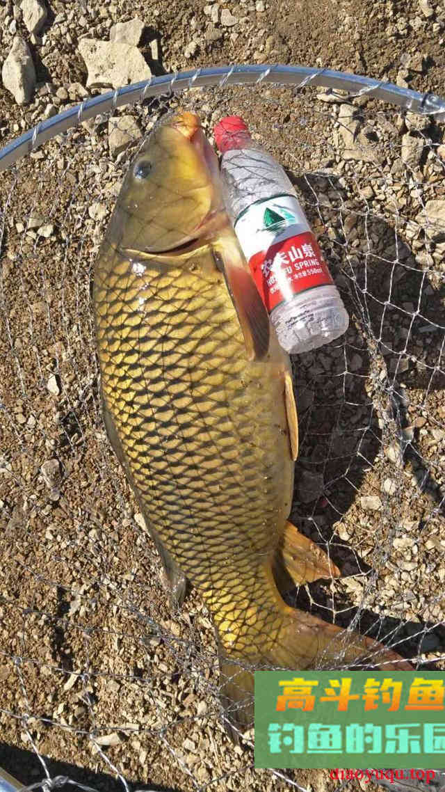 鱼越钓越远怎么办?这些有效的方法,大板鲫连杆不断 鱼越钓越远怎么办?这些有效的方法,大板鲫连杆不断