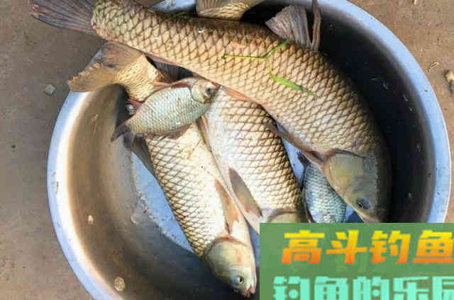 秋天在户外野钓大草鱼时,可以参考的一些特色钓法 秋天在户外野钓大草鱼时,可以参考的一些特色钓法
