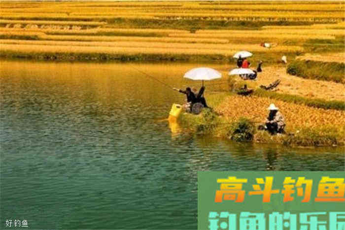 学了这三个技巧，深秋一样能野钓大鲫鱼