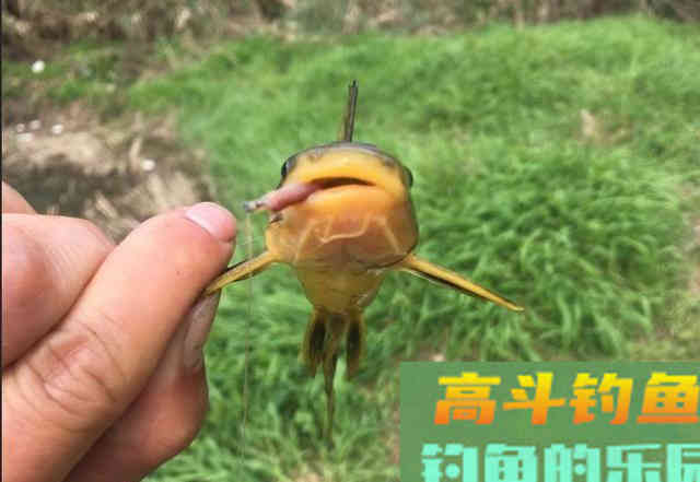 如何春天里寻找黄辣丁？大雨后，守住这些位置有惊喜