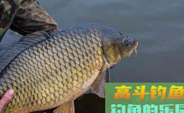 野河垂钓滑口鲤鱼,钓友掌握这些,一准不走空 野河垂钓滑口鲤鱼,钓友掌握这些,一准不走空