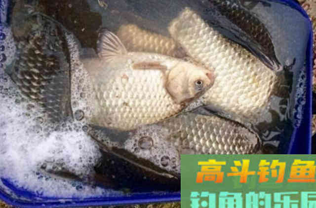 大板鲫始终不吃饵?老钓手传授你几招 大板鲫始终不吃饵?老钓手传授你几招