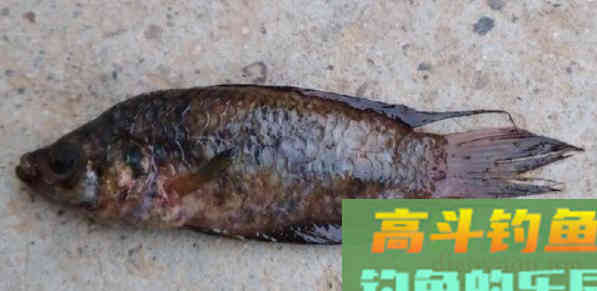 4种曾经被嫌弃的鱼，原来这么值钱
