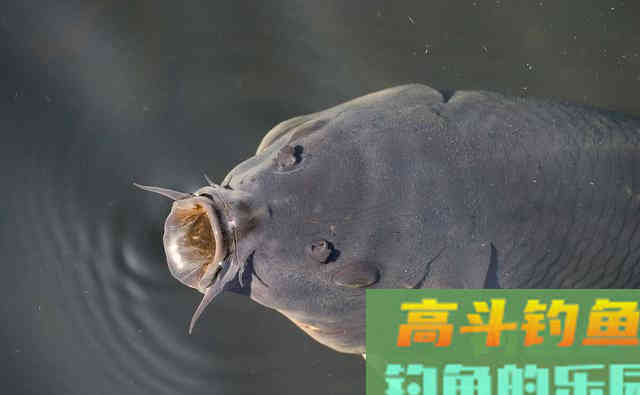 为何鲤鱼在美国像度假,在国内像渡劫 为何鲤鱼在美国像度假,在国内像渡劫