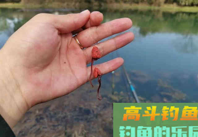 一钩拉饵一钩蚯蚓，秋冬野钓鲫鱼，屡创佳绩