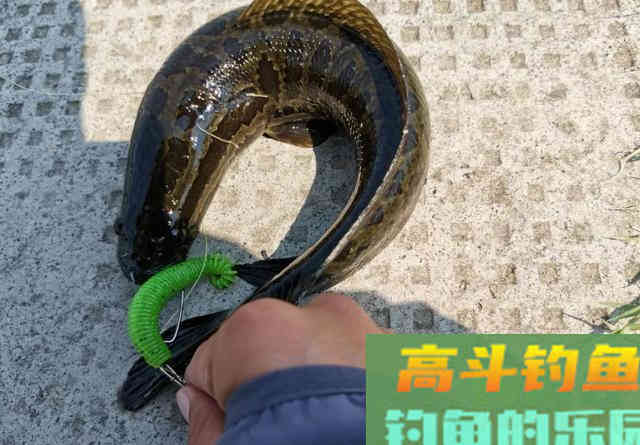 夏季路亚黑鱼难题:只追饵不给口怎么办 夏季路亚黑鱼难题:只追饵不给口怎么办