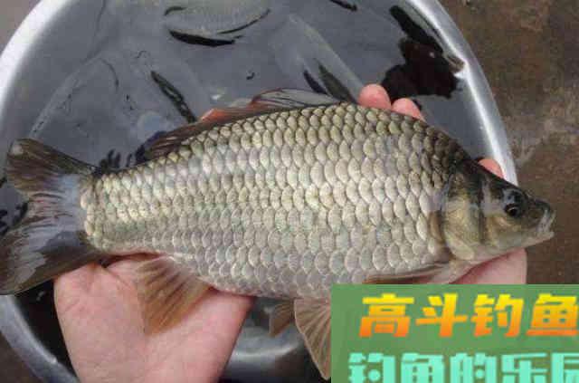 在深秋初冬时期，利用串钩钓法来野钓鲫鱼的一些钓法技巧
