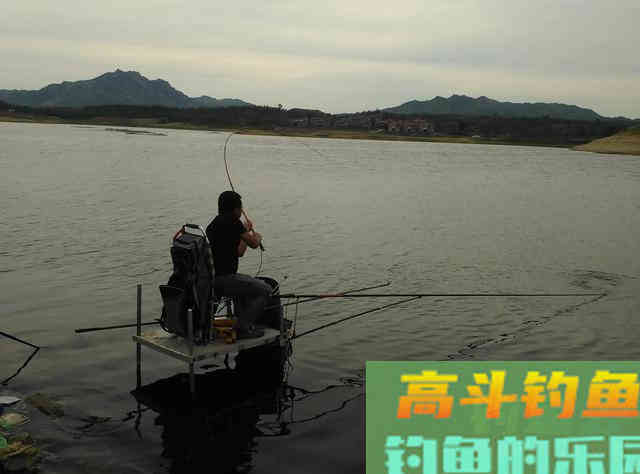 鲢鳙好不好钓？答案：好钓