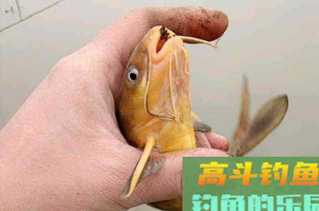 怪不得黄骨鱼钓了一尾又一尾,后悔才察觉这钓法 怪不得黄骨鱼钓了一尾又一尾,后悔才察觉这钓法