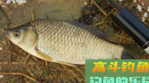 野钓大板鲫连竿，我只用了这2种方法，老钓友都懂