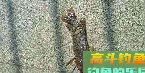 这种小型鲫鱼，能够上岸行走，为什么惹广东钓友厌恶