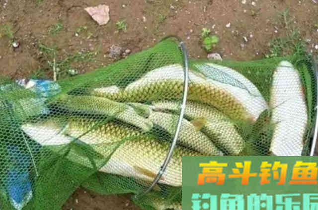 钓草鱼的玉米、海竿、水草钓法,多年实用总结 钓草鱼的玉米、海竿、水草钓法,多年实用总结