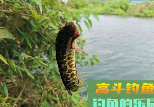 秋季的黑鱼最贪吃,只要按这个方法下钩,新手也能钓到 秋季的黑鱼最贪吃,只要按这个方法下钩,新手也能钓到