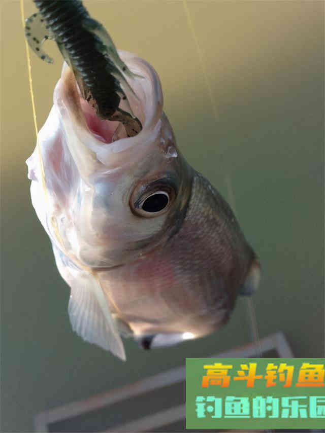 春季手竿钓翘嘴的攻略与技巧，低密度也可以