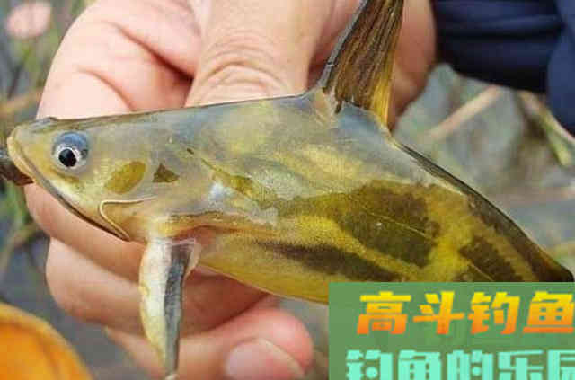 天热后,按我说的做,钓黄骨鱼一条又一条 天热后,按我说的做,钓黄骨鱼一条又一条