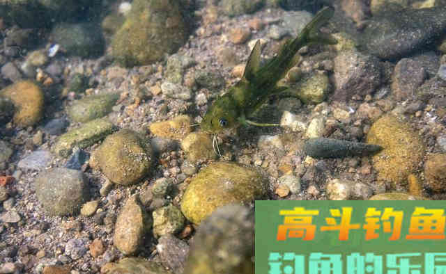黄辣丁这么钓你也可以爆护