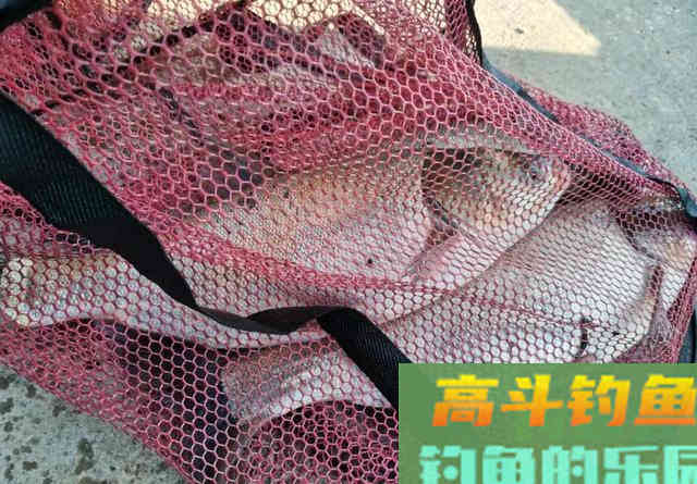 抛竿钓鲢鳙,新手试试我这个办法 抛竿钓鲢鳙,新手试试我这个办法