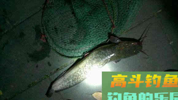 老司机说：野钓鲶鱼应该这样选择钓位和钓具