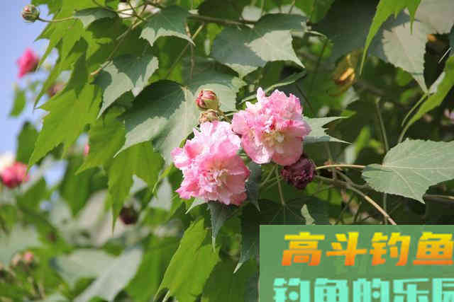 只要窝子打得对路子,连蚯蚓都能钓上来草鱼 只要窝子打得对路子,连蚯蚓都能钓上来草鱼