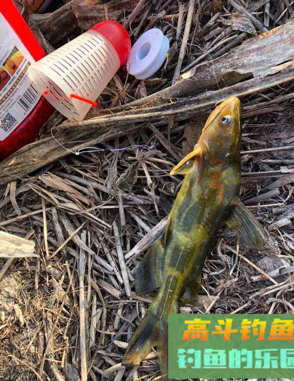 黄骨鱼的习性及食性,足够了解才能钓得更多 黄骨鱼的习性及食性,足够了解才能钓得更多