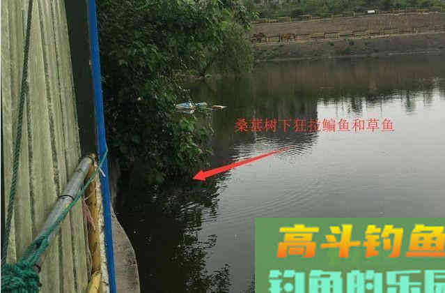 鳊鱼怎么钓更好？中秋过后采用这种钓法效果好
