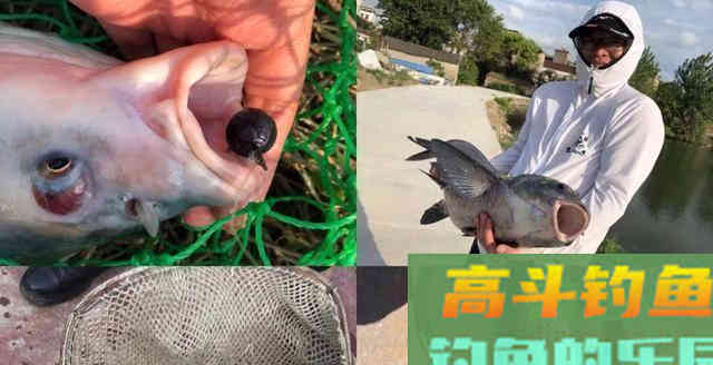 何为逗钓？深度解析逗钓的种类及各自使用方法及特点