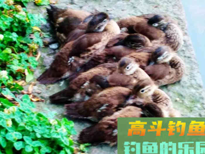 钓鲢鳙鱼3个因素与找鱼层方法,以及气温等技巧 钓鲢鳙鱼3个因素与找鱼层方法,以及气温等技巧