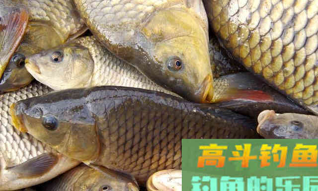 鲤鱼一年能长多大?生长速度远超你的想象 鲤鱼一年能长多大?生长速度远超你的想象