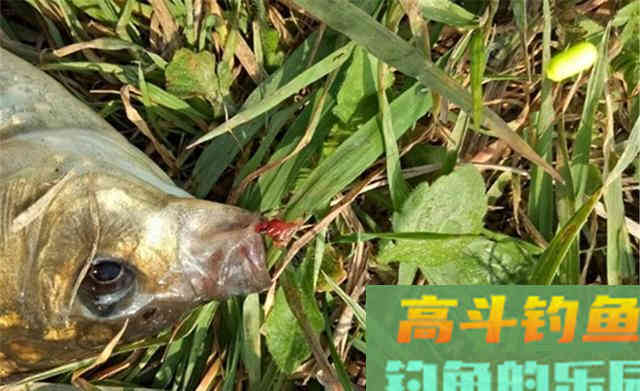 如果钓鲫鱼,只会钓底鱼口少一半 如果钓鲫鱼,只会钓底鱼口少一半