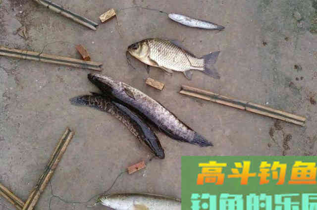 秋天变冷，黑鱼就不吃饵了？按我说的做