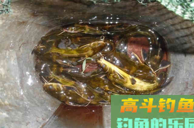 天一冷，黄骨鱼怎么钓，老钓友出招，比钓鲫鱼还过瘾