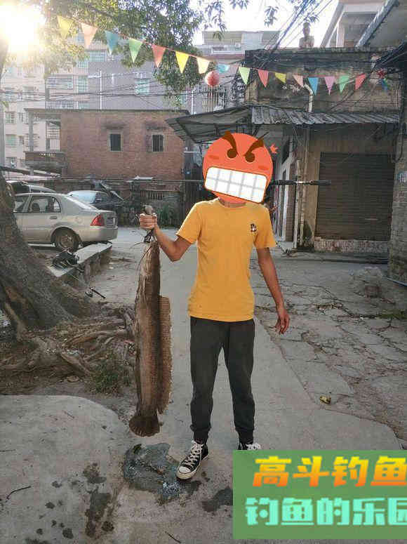 秋季野钓胡子鲶,吃口特别馋,位置选好只用蚯蚓 秋季野钓胡子鲶,吃口特别馋,位置选好只用蚯蚓
